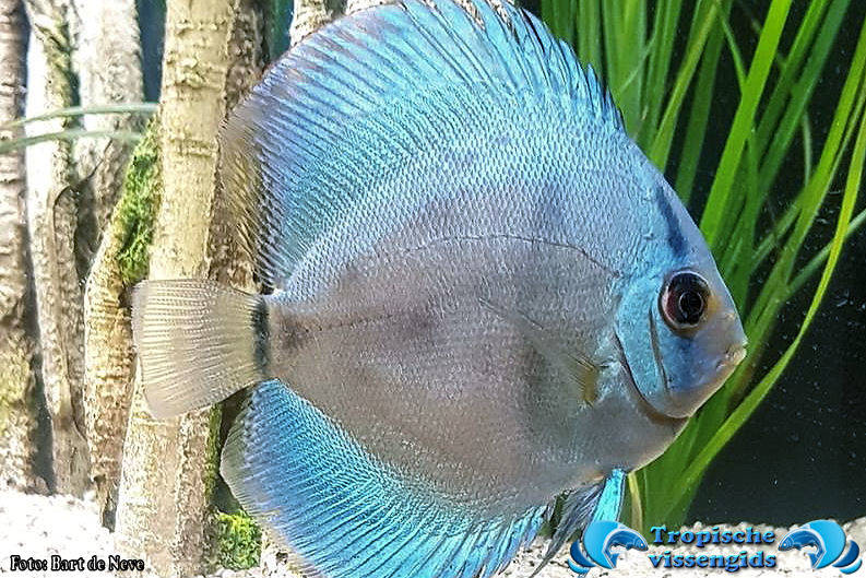 Discus