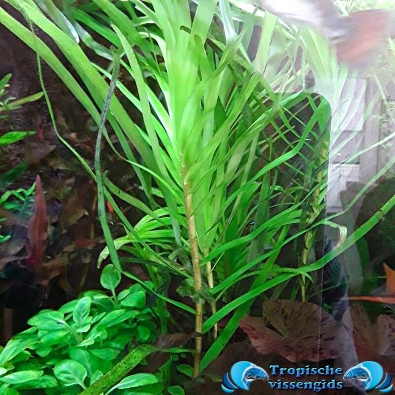 Eichhornia azurea