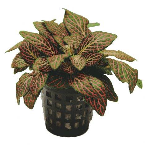 Fittonia sp.