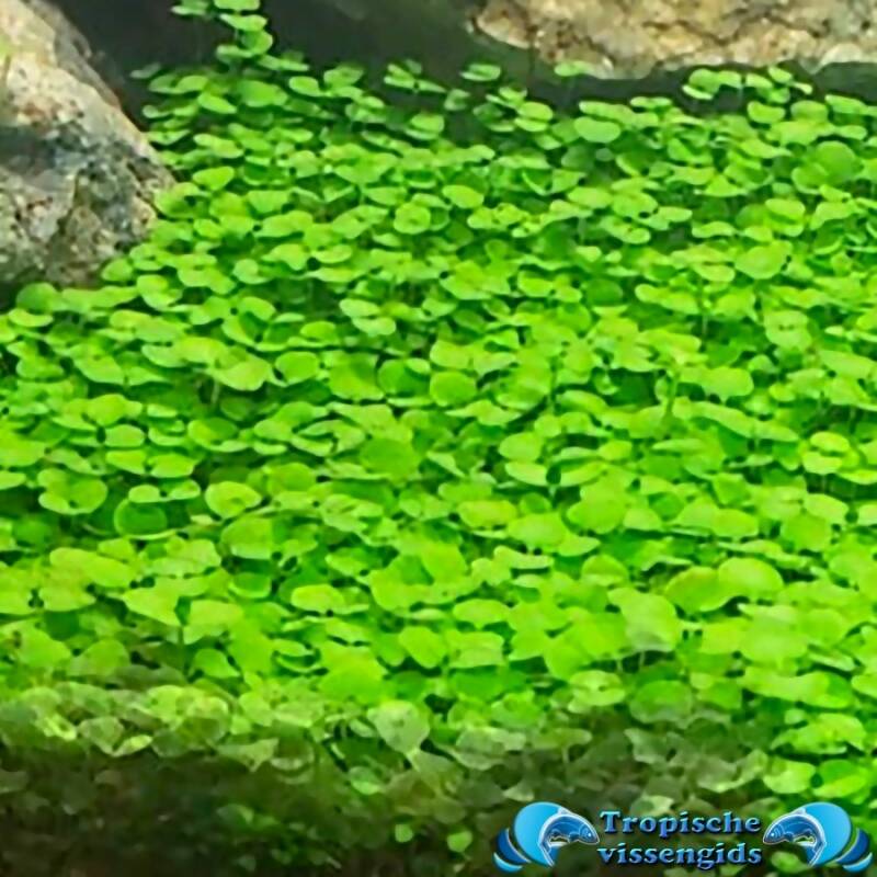 Glossostigma elatinoides