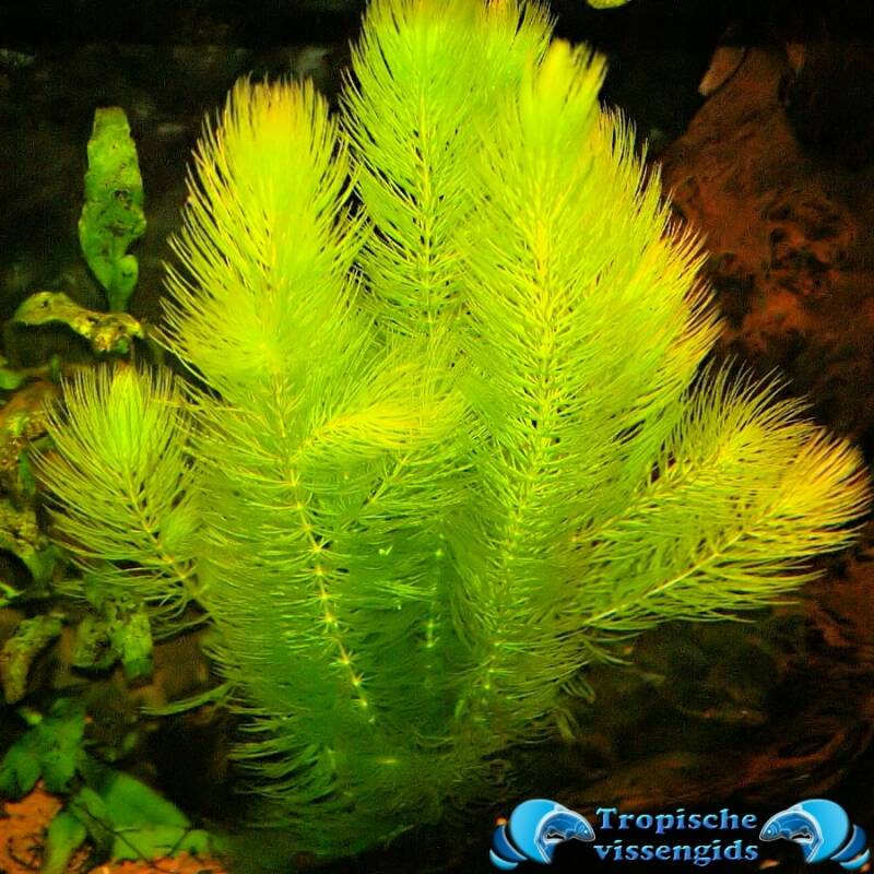 Ceratophyllum demersum