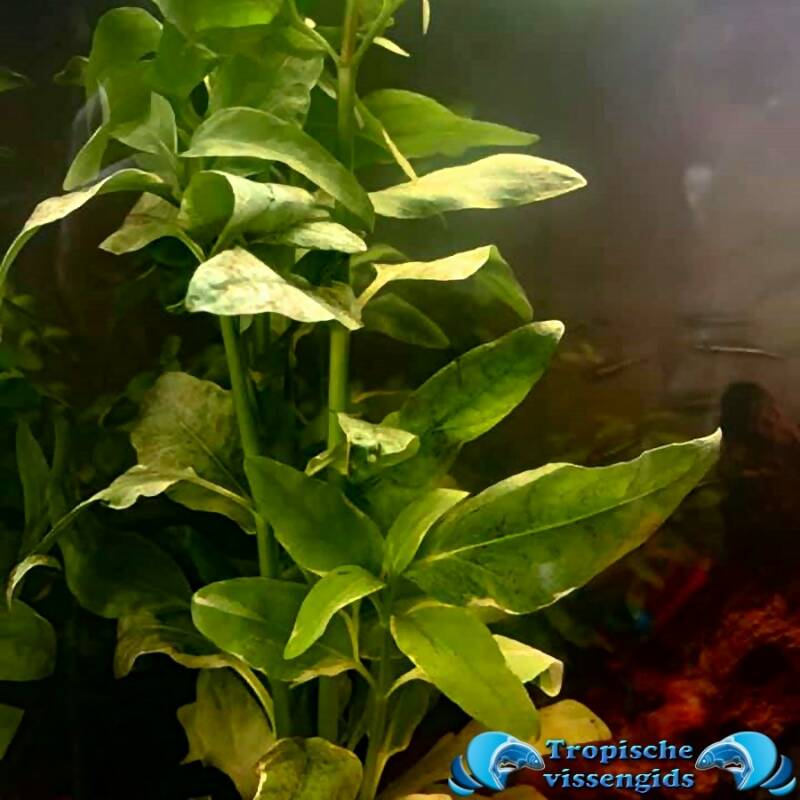 Gymnocoronis spilanthoides