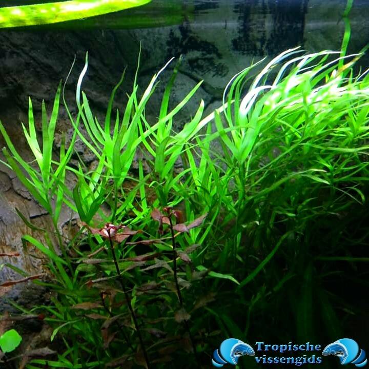 Heteranthera zosterifolia