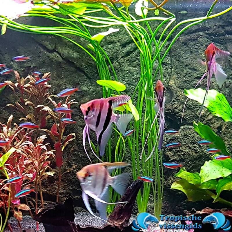 Hydrocleys nymphoides