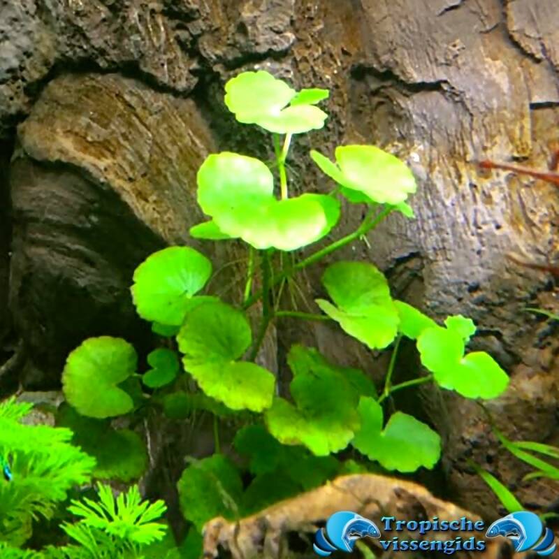 Hydrocotyle leucocephala