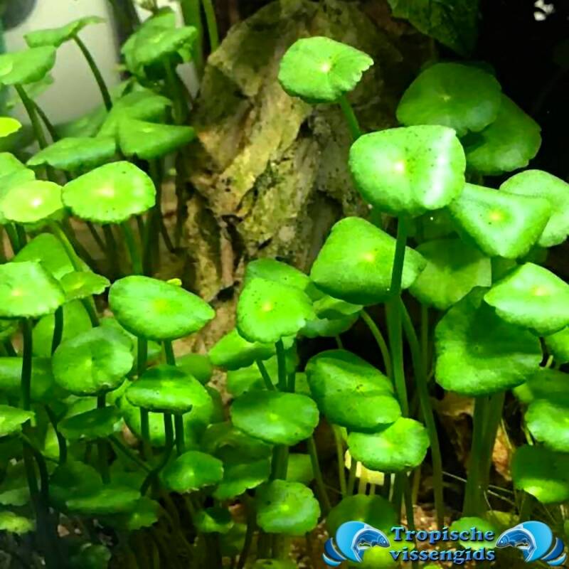 Hydrocotyle verticillata