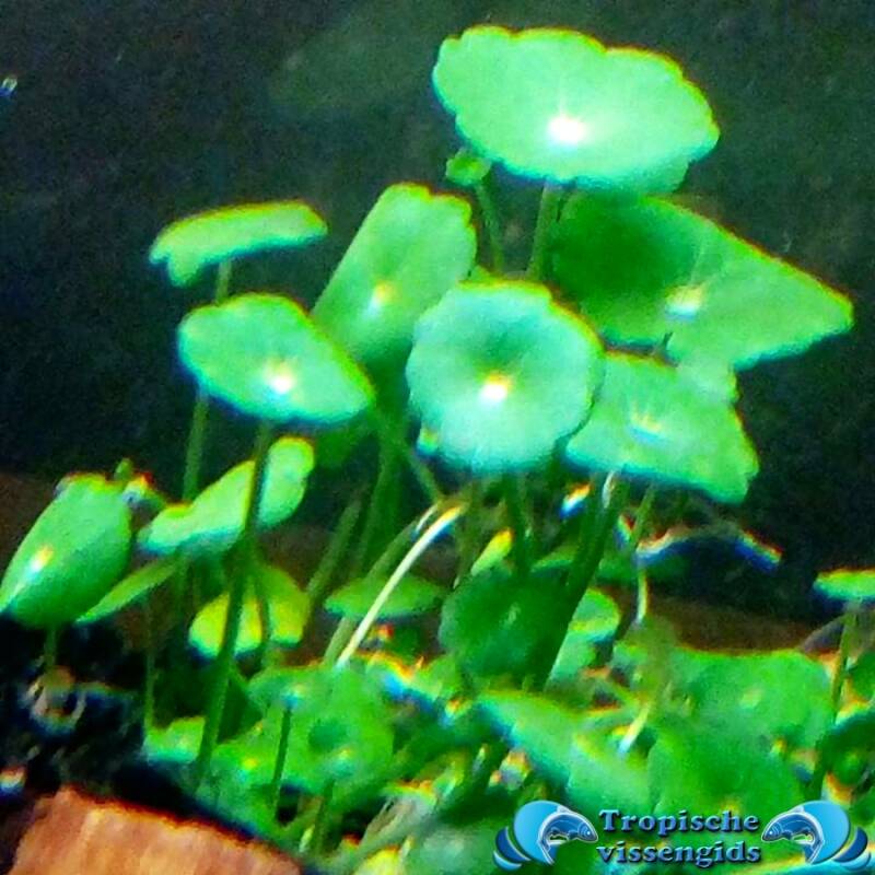Hydrocotyle vulgaris