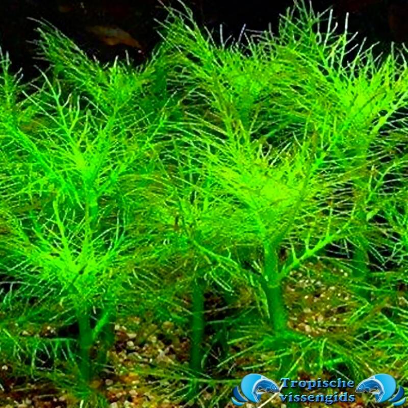 Hygrophila balsamica