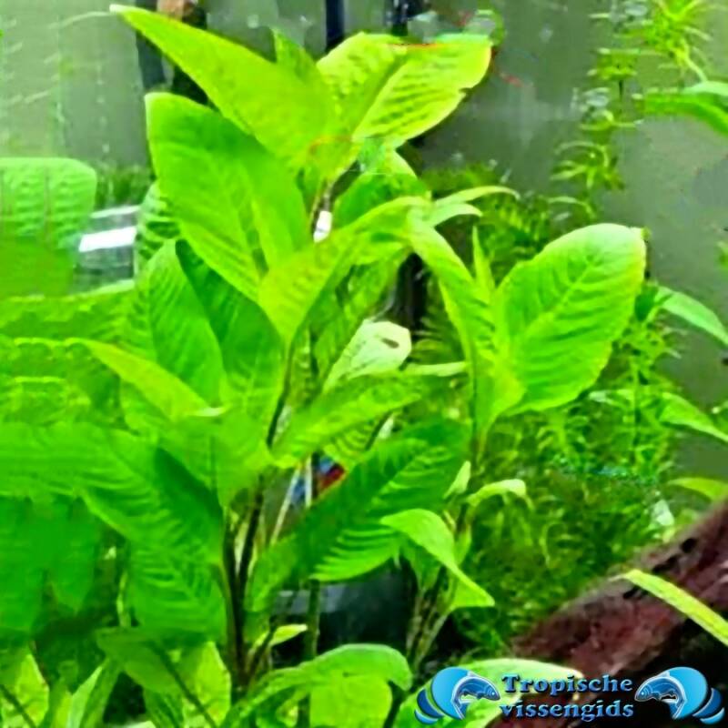 Hygrophila corymbosa