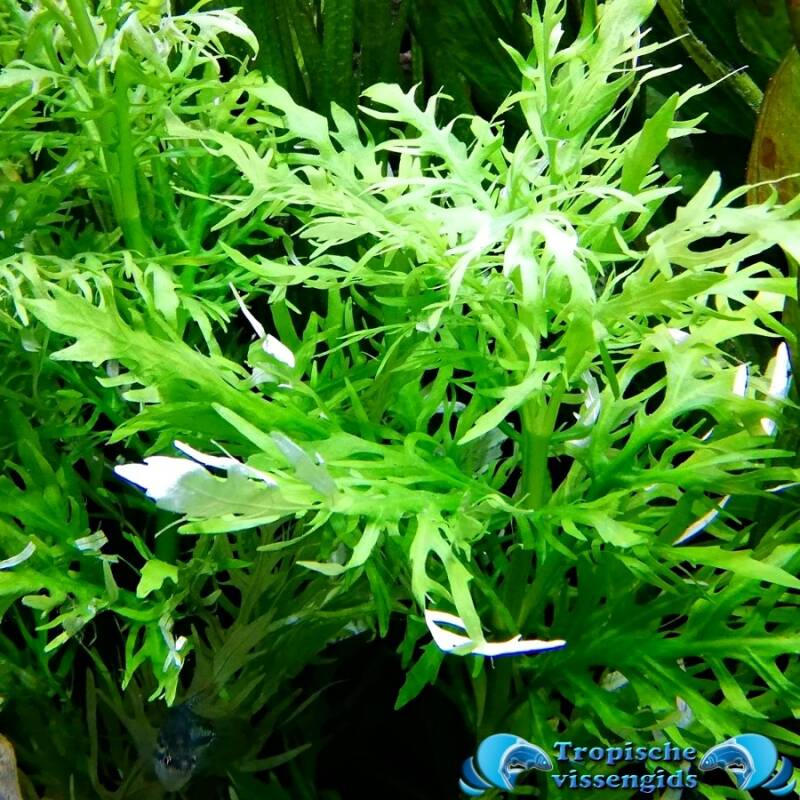 Hygrophila difformis