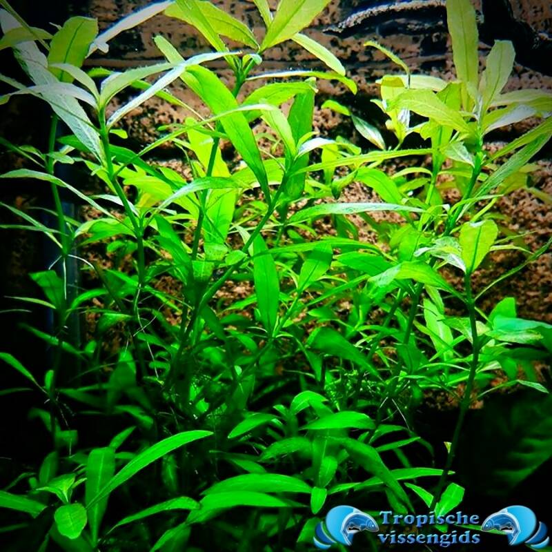 Hygrophila polysperma