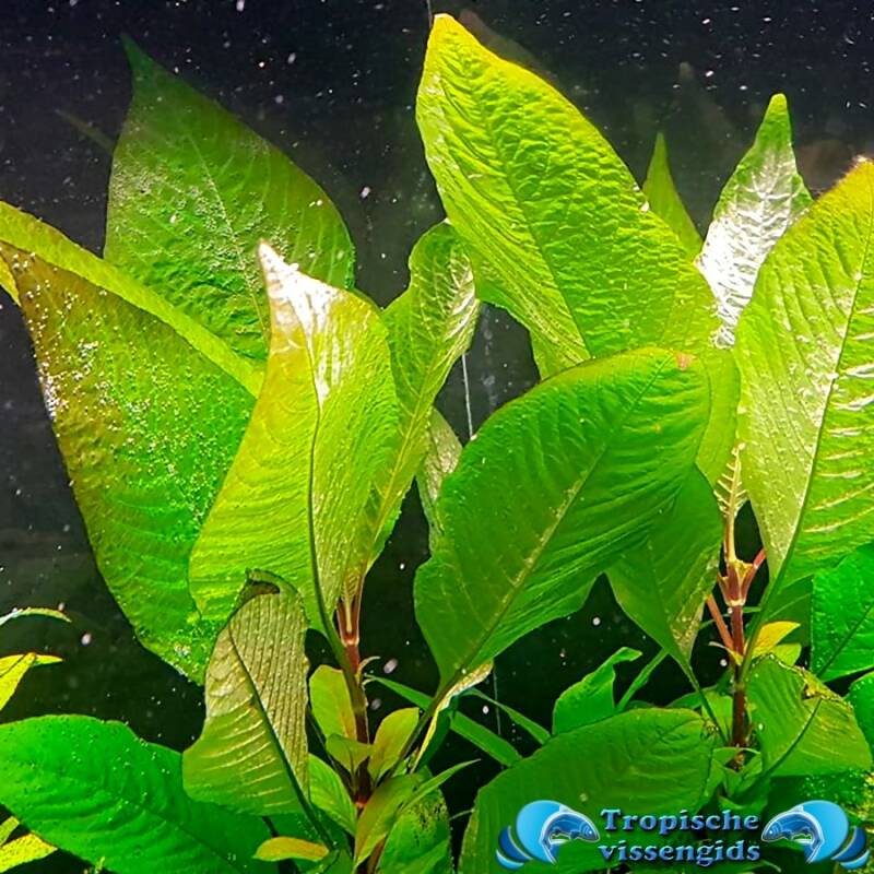 Hygrophila stricta