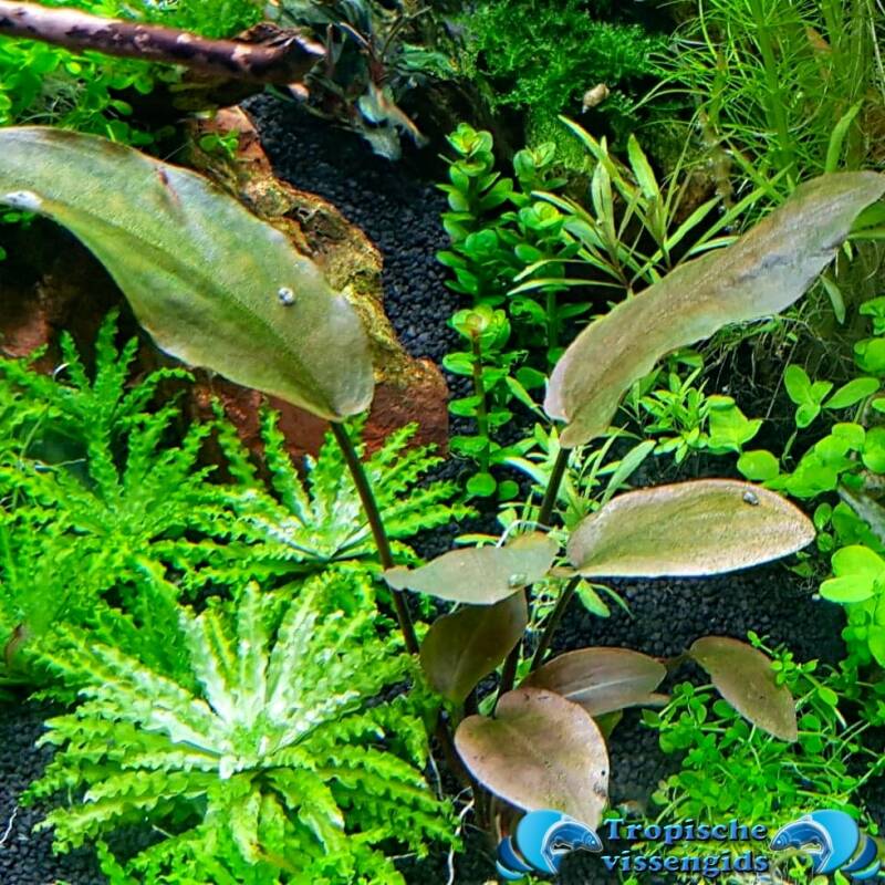 Lagenandra meeboldii 'Red'