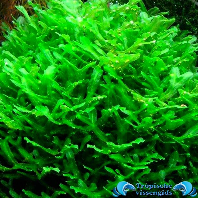 Monosolenium tenerum