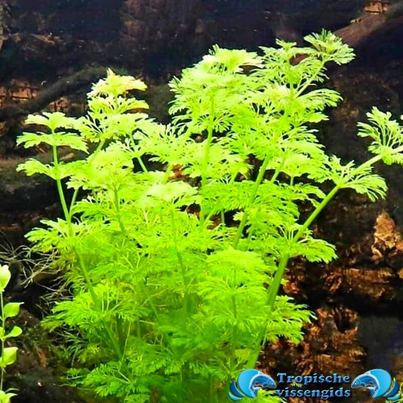 Limnophila heterophylla