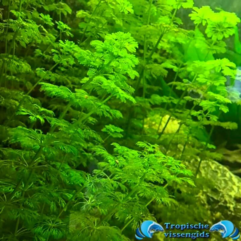 Limnophila sessiliflora