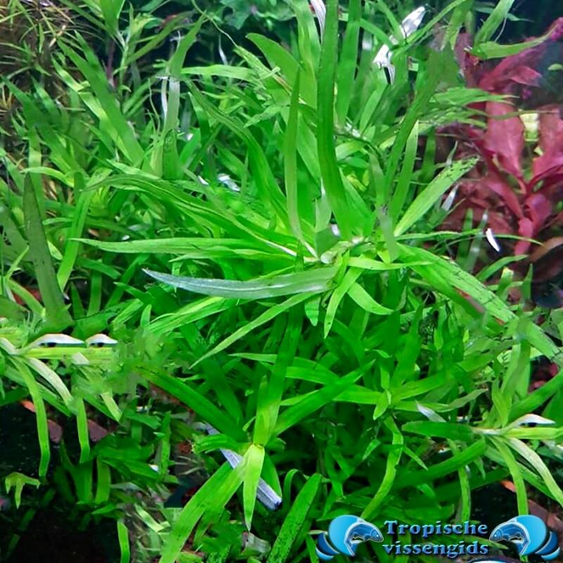 Limnophila sp. ‘Vietnam mini’