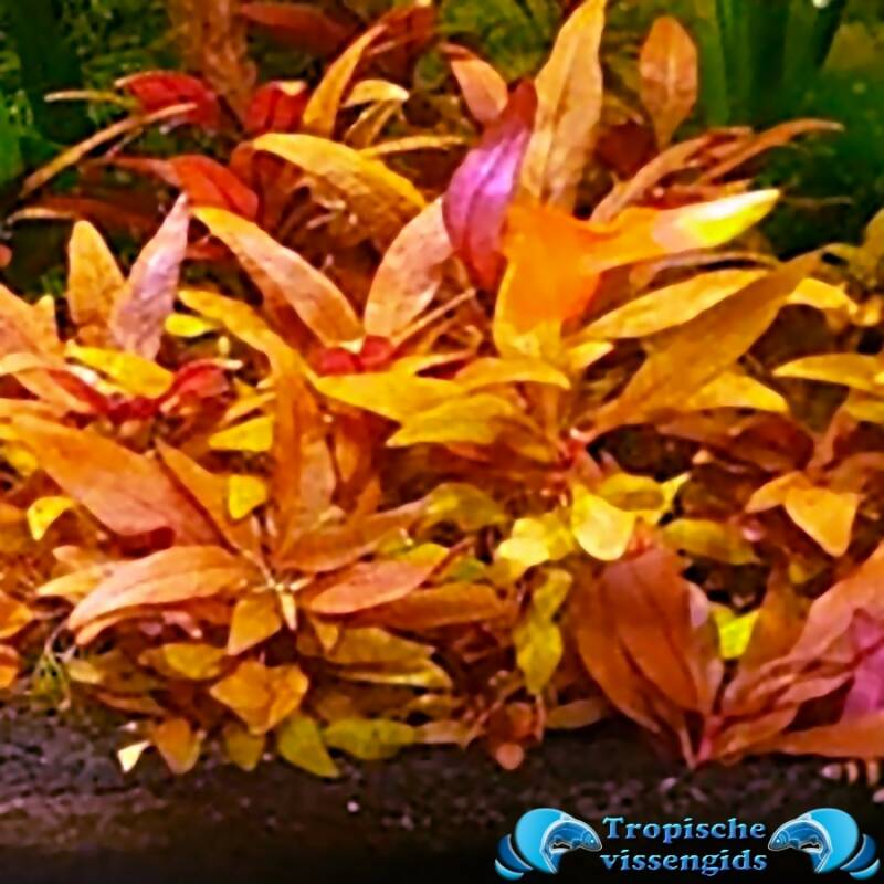 Ludwigia perennis
