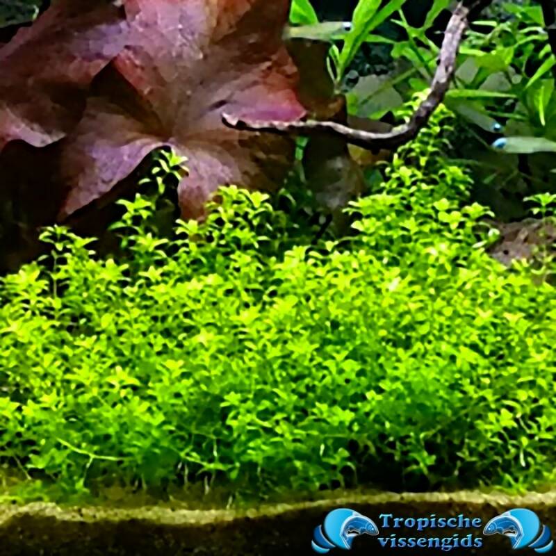 Micranthemum micranthemoides