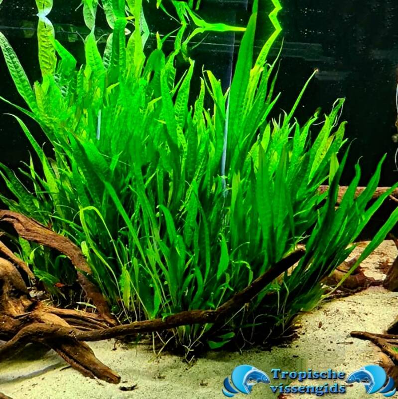 Microsorum pteropus 'Narrow Leaf'