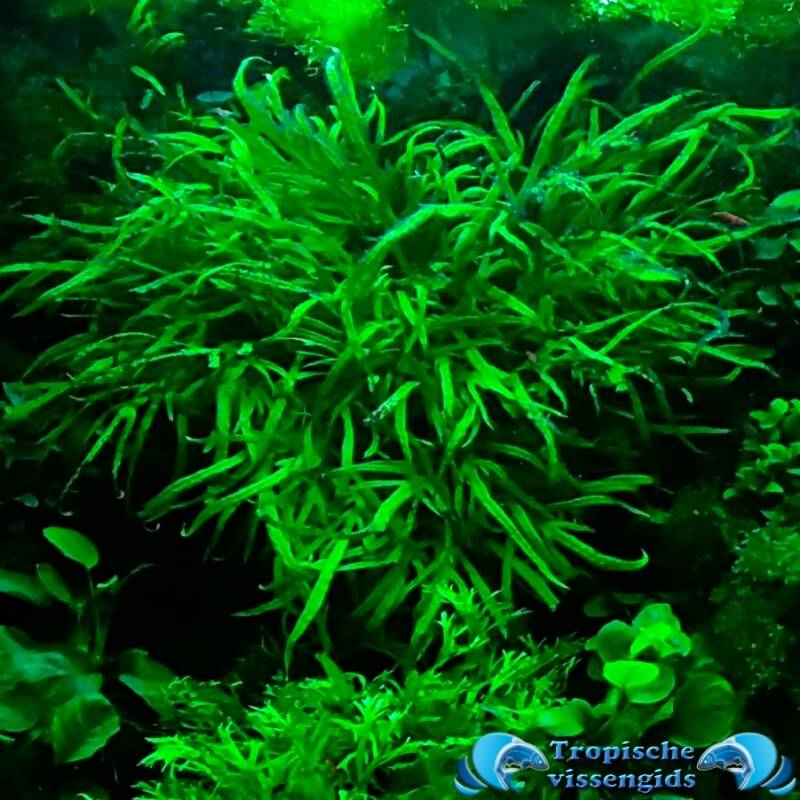 Microsorum pteropus trident