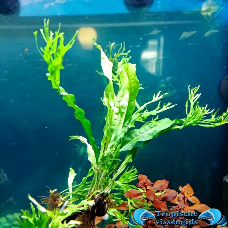 Microsorum pteropus windelov