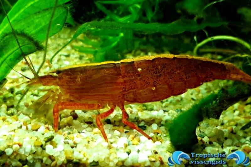 Molukken Waaierhandgarnaal