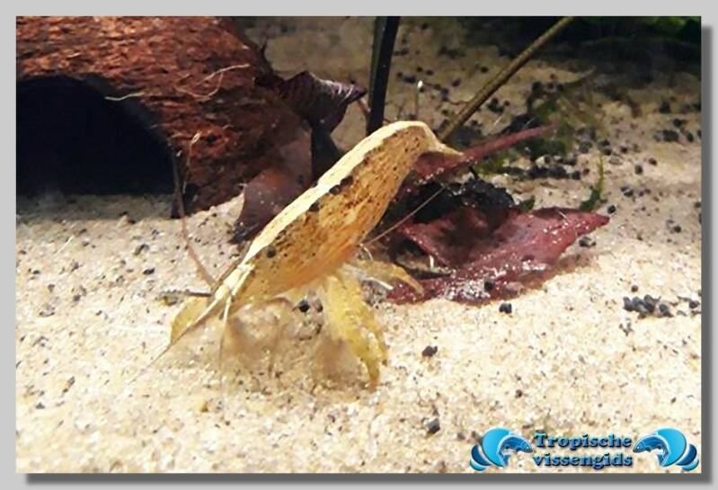 Atyopsis moluccensis