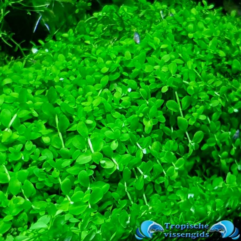 Micranthemum monte carlo