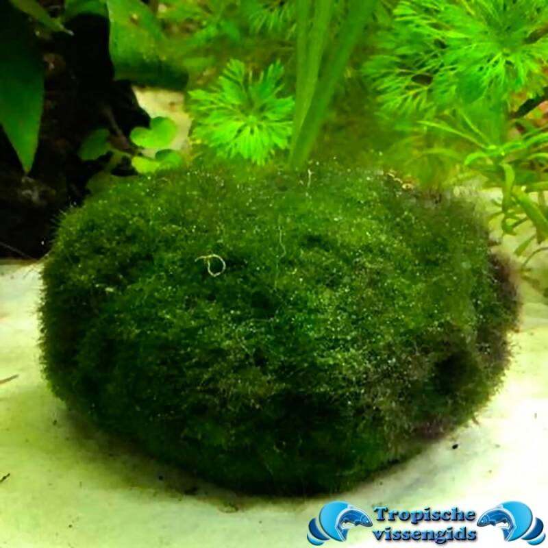 Cladophora aegagropila