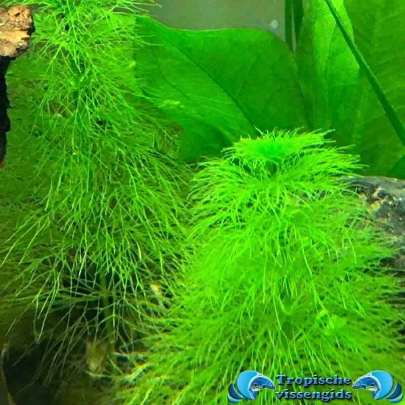 Myriophyllum aquaticum