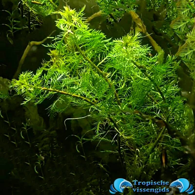 Myriophyllum mattogrossense