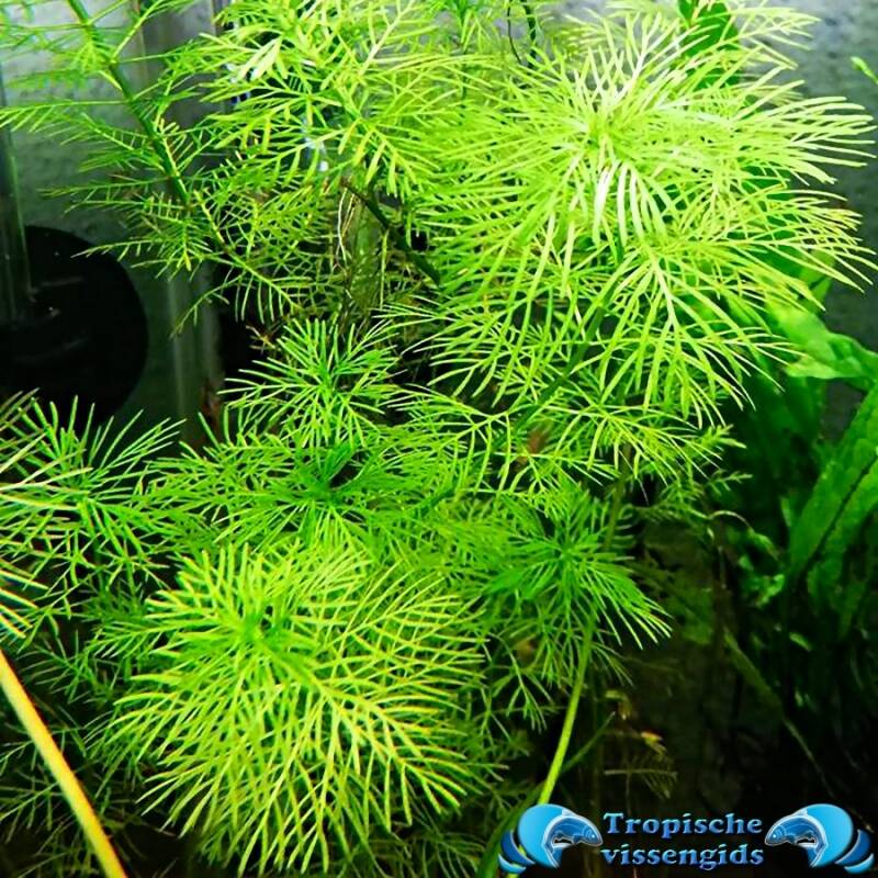 Myriophyllum sp. guyana