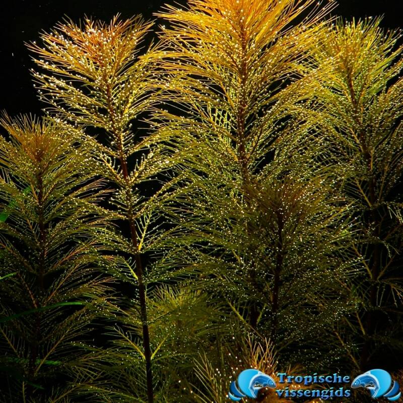 Myriophyllum sp. roraima