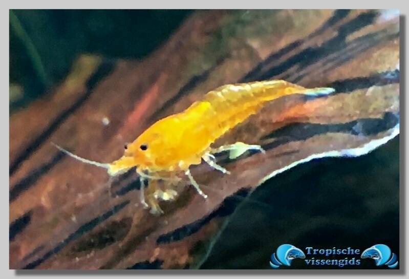 Neocaridina cf heteropoda var. Orange Sakura