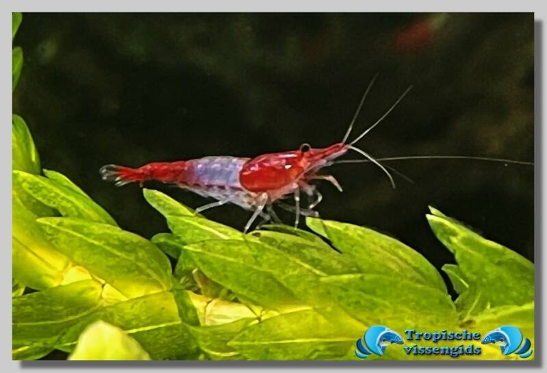 Neocaridina davidi var. Rili