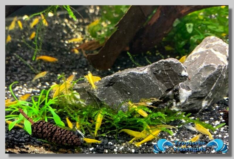 Neocaridina davidi var. Yellow Fire