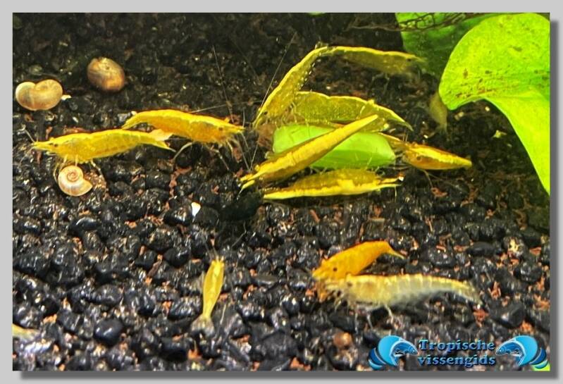 Neocaridina davidi var. Yellow Fire