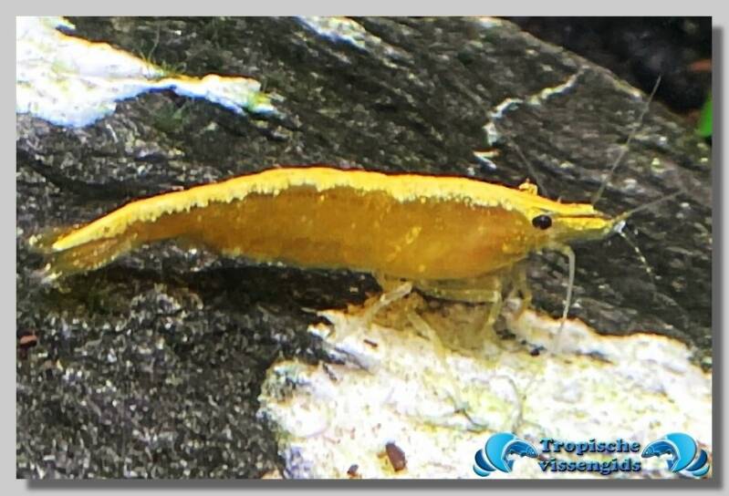 Neocaridina davidi var. Yellow Fire