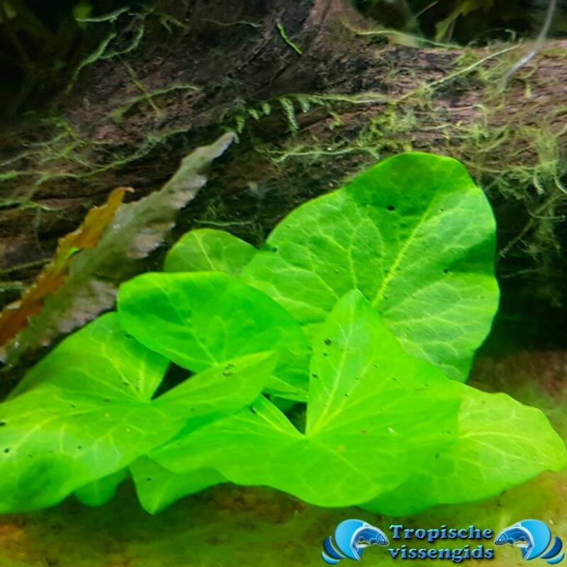 Nymphea glandulifera