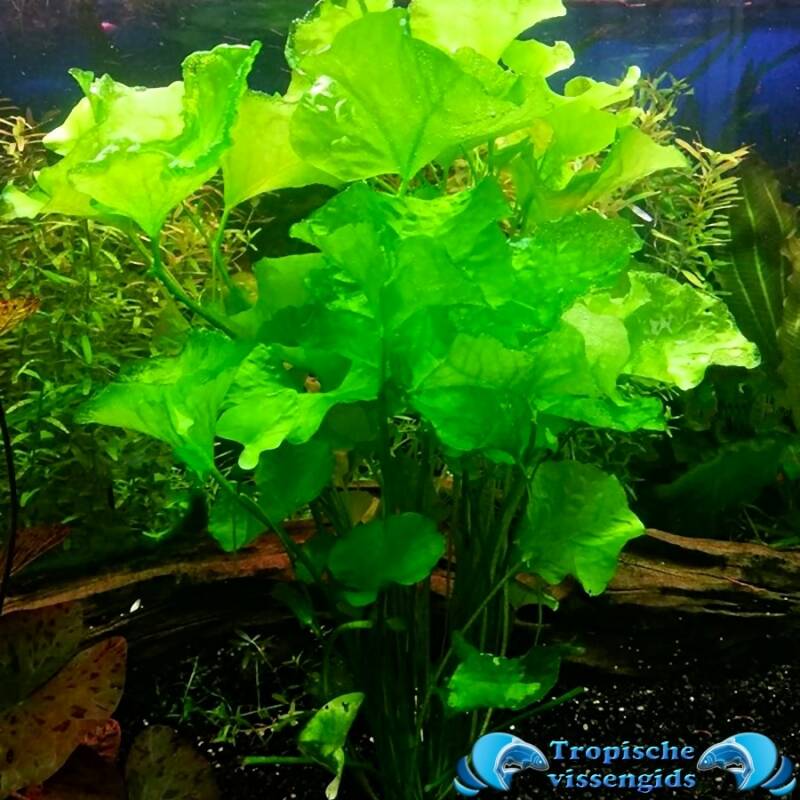 Nymphoides hydrophylla "Taiwan"