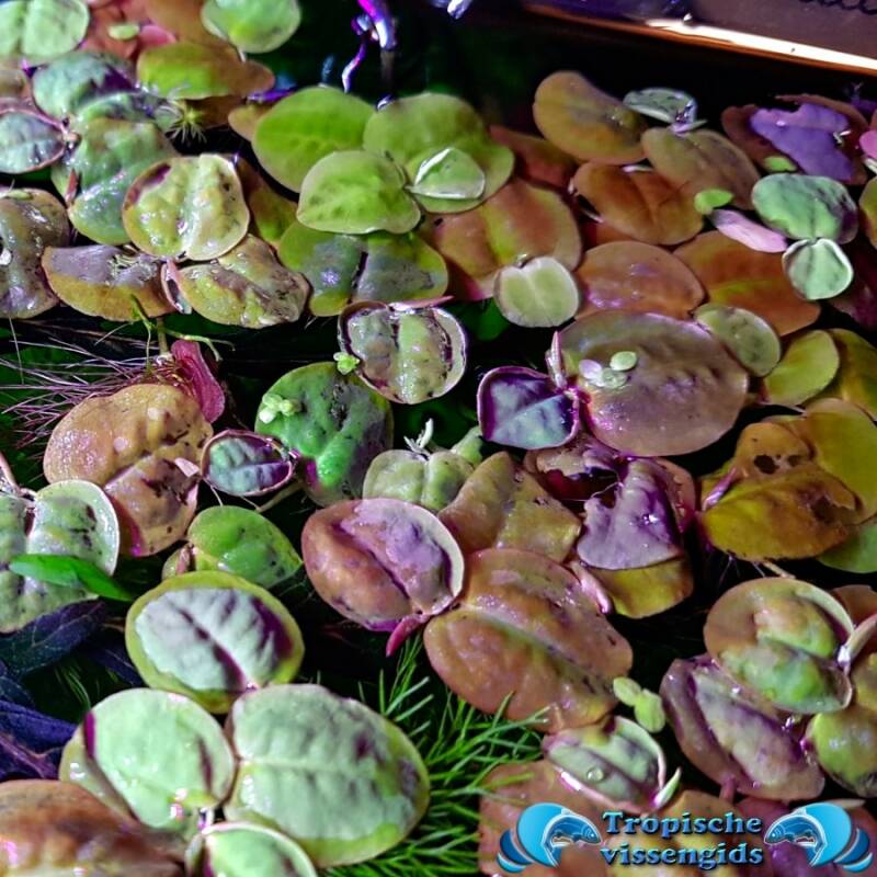 Phyllanthus fluitans