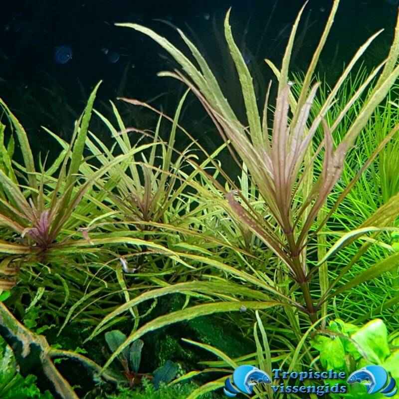 Pogostemon stellatus