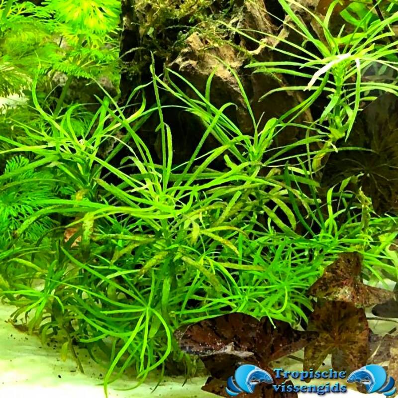 Pogostemon stellatus octopus