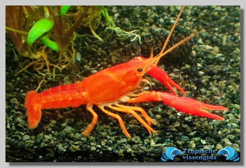 Procambarus clarkii Neon