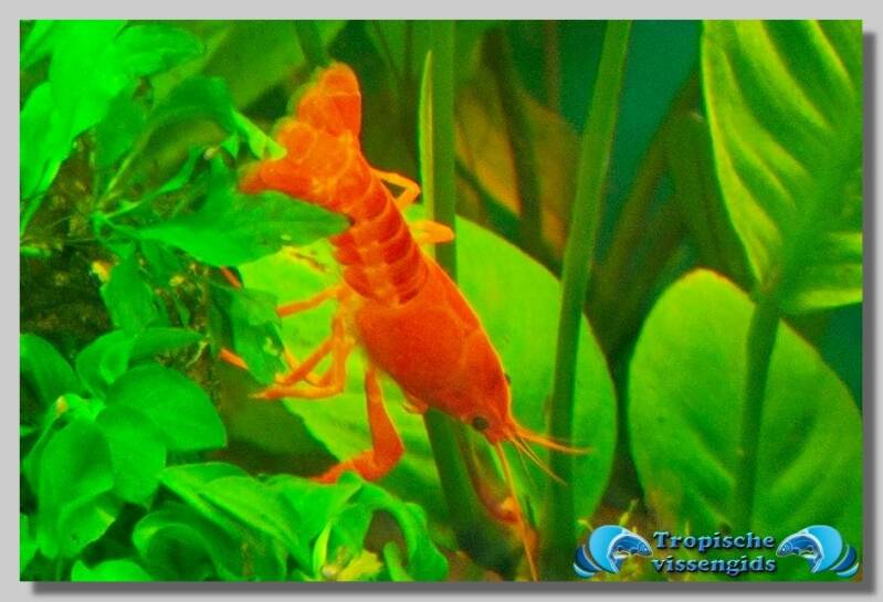 Procambarus clarkii Neon