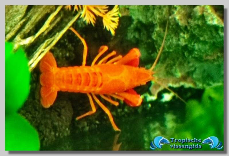 Procambarus clarkii Neon