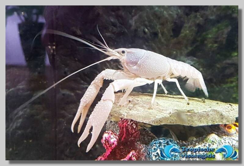 Procambarus clarkii "White"