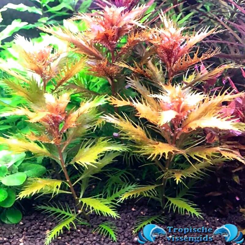 Proserpinaca palustris