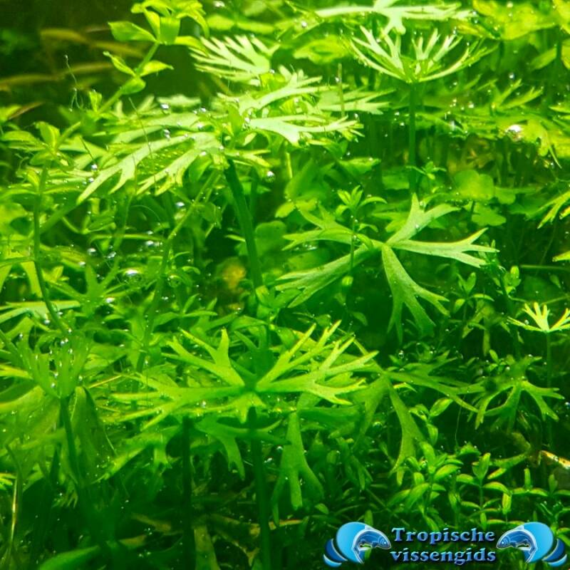 Ranunculus inundatus